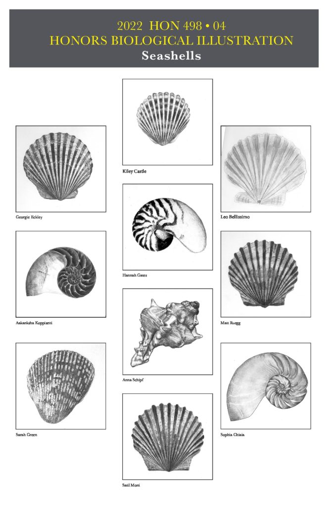 Drawings of various scallop, ammonite, and conch shells by Bio Illustration students. Left, top to bottom: Georgie Eckley, Aakanksha Koppisetti, Sarah Green. Middle, top to bottom: Kiley Castle, Hannah Gates, Anna Schipf, Satil Moni. Right, top to bottom: Leo Bellissimo, Matt Ruegg, Sophia Chiaia.