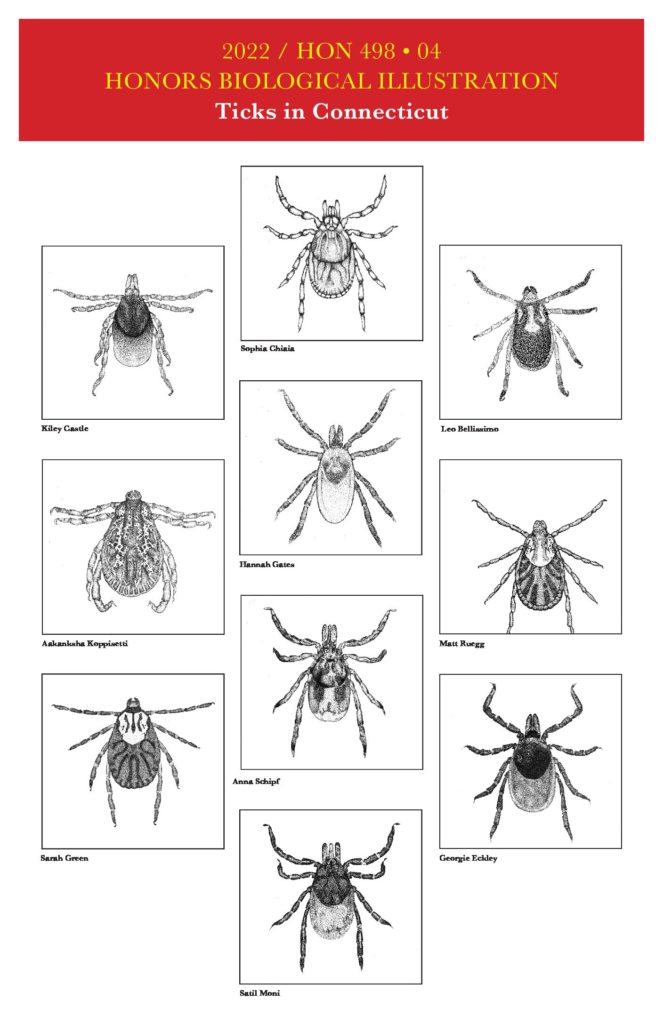 Drawings of ticks by Bio Illustration students. Left, top to bottom: Kiley Castle, Aakanksha Koppisetti, Sarah Green. Middle, top to bottom: Sophia Chiaia, Hannah Gates, Anna Schipf, Satil Moni. Right, top to bottom: Leo Bellissimo, Matt Ruegg, Georgie Eckley.