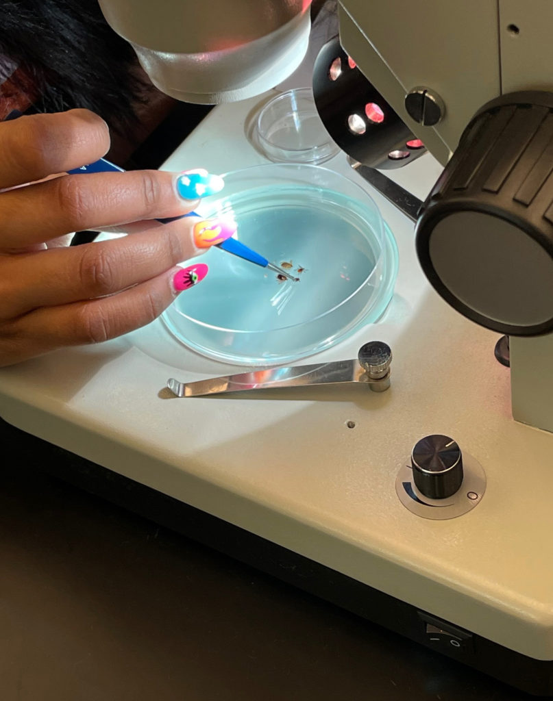 A student with bright-colored acrylic nails uses tweezers to study a specimen under a microscope.