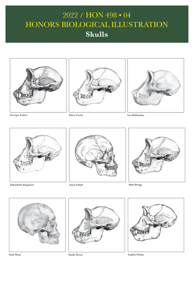 Nine drawings by Bio Illustration students of monkey skulls (except for human skulls in center and bottom left). Top Row (left to right): Georgie Eckley, Kiley Castle, Leo Bellissimo. Center Row (Left to Right): Aakanksha Koppisetti, Anna Schipf, Matt Ruegg. Bottom Row (Left to Right): Satil Moni, Sarah Green, Sophia Chiaia.