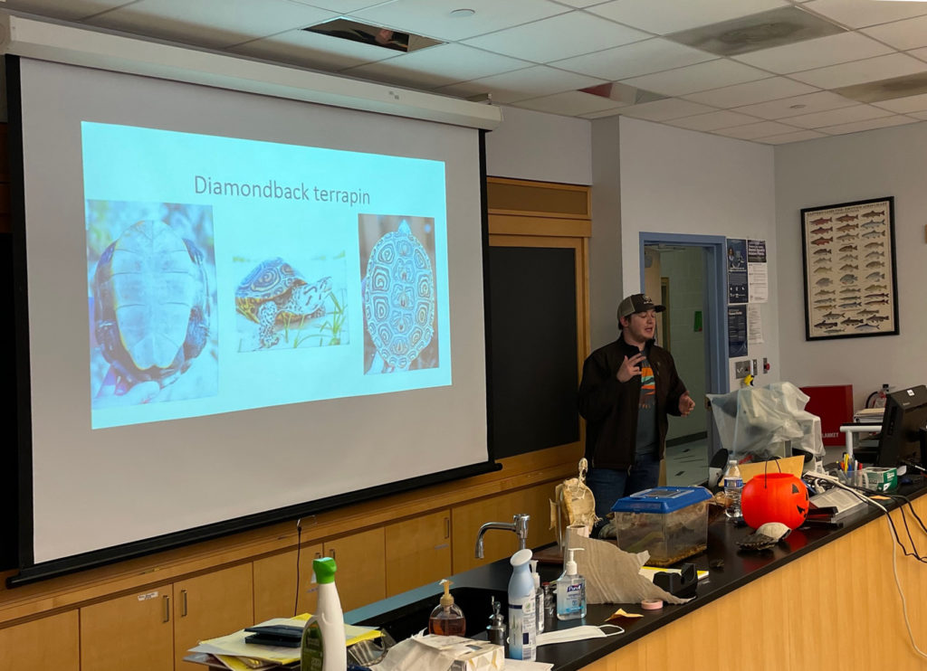Arnett is wearing a hat, a gray graphic t-shirt, a brown jacket, and jeans. Behind them is a presentation slide with pictures of diamondback terrapins. On the counter in front of them are various classroom materials as well as a turtle skeleton and a small box for a turtle.