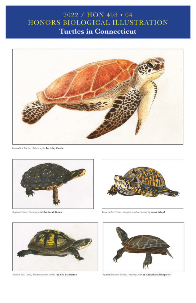 Drawings of various turtles by Bio Illustration students. Top: Green Sea Turtle by Kiley Castle. Center Left: Spotted Turtle by Sarah Green; Center Right: Eastern Box Turtle by Anna Schipf. Bottom Left: Eastern Box Turtle by Leo Bellissimo; Bottom Right: Eastern Painted Turtle by Aakanksha Koppisetti.