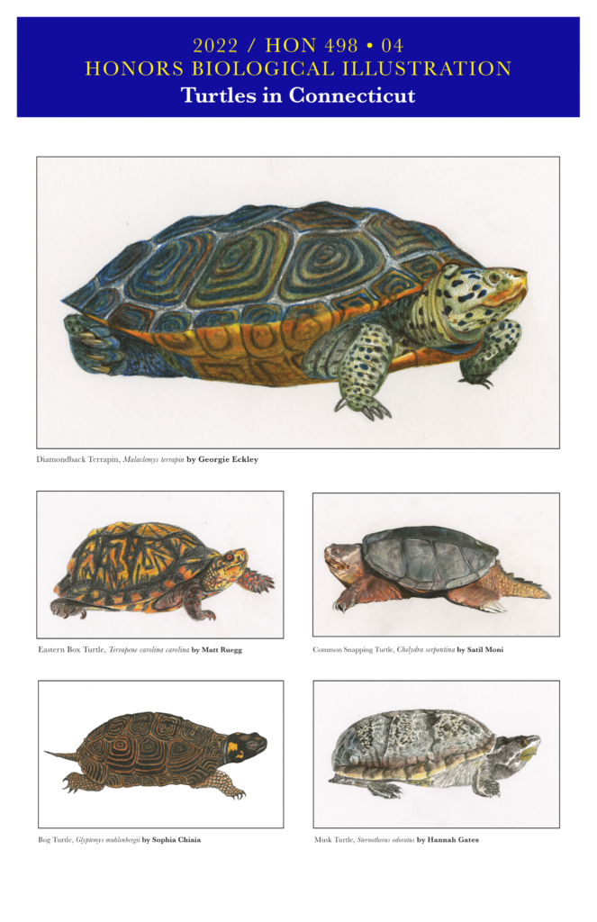 Drawings of turtles by Bio Illustration students. Top: Diamondback Terrapin by Georgie Eckley. Center Left: Eastern Box Turtle by Matt Ruegg; Center Right: Common Snapping Turtle by Satil Moni. Bottom Left: Bog Turtle by Sophia Chiaia; Bottom Right: Musk Turtle by Hannah Gates.