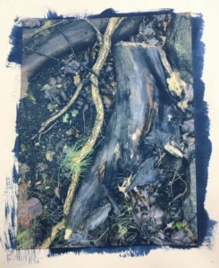 image of Roots by Dunbar cyanotype over ink jet