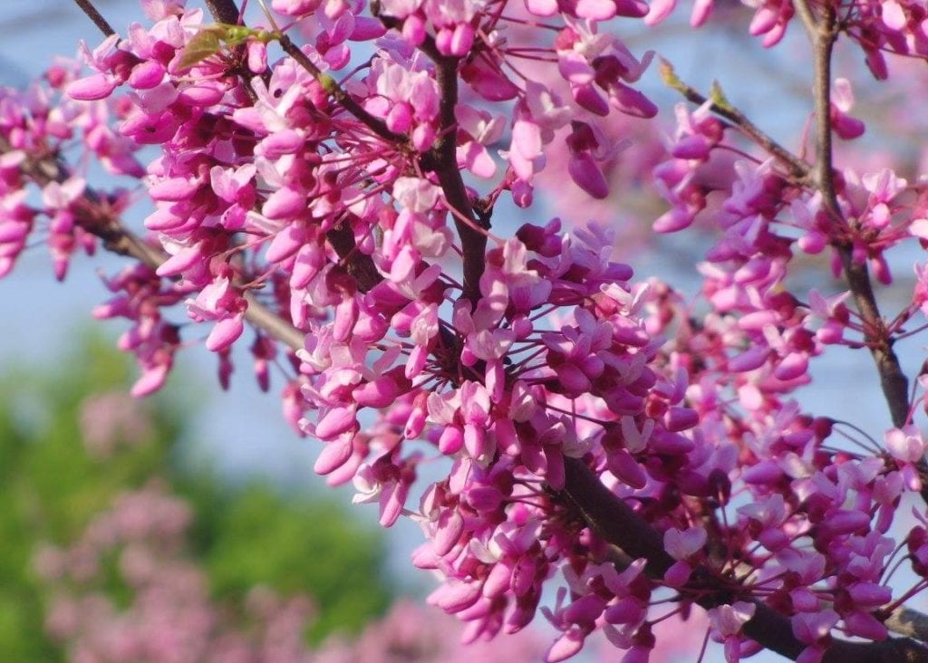 American Redbud blossoms
