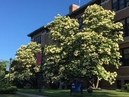 Flowering tree outside Old Main