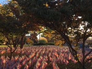 Field of Flags