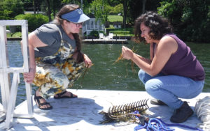 (l-r): Kelsey Sudol, a research assistant with the Lake Waramaug task force, with Maria Rodriguez-Hernandez at the lake. Sudol was demonstrating how to use a rake to pull up aquatic plants for identification.