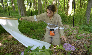 Sophia Chiaia collecting ticks.