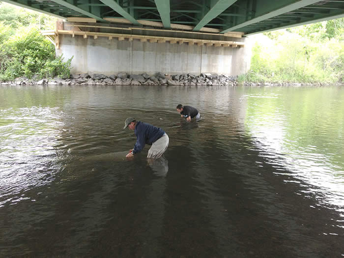 Image of zebra mussel research