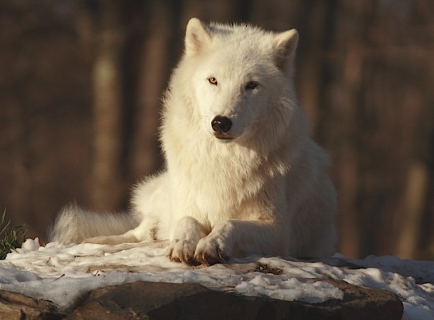 Image of Atka from Wolf Conservation Center