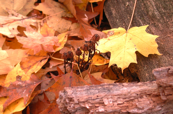 AutumnIndianPipes103104