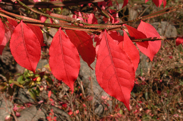 EuonymusLeavesFall103104