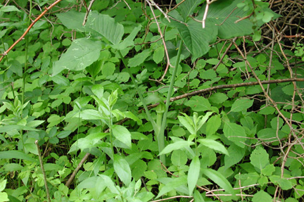 Jack-in-the-Pulpit16104
