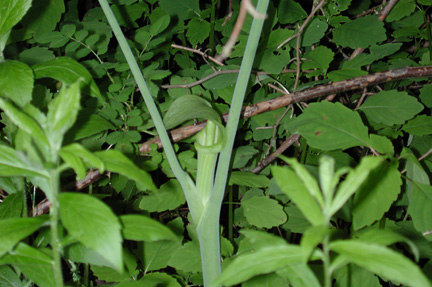Jack-in-the-Pulpit26104