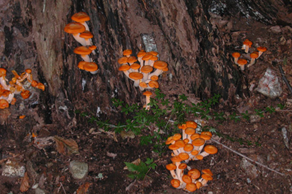 OrangeMushroom181004s
