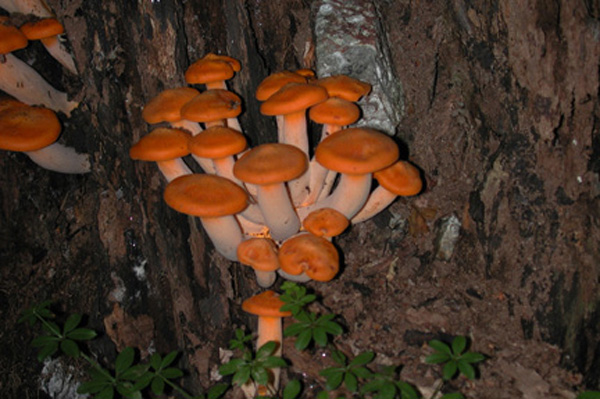 OrangeMushroom281004s