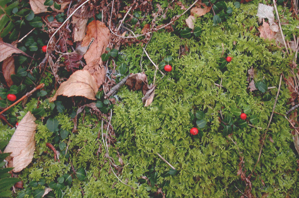 Partridgeberry122604