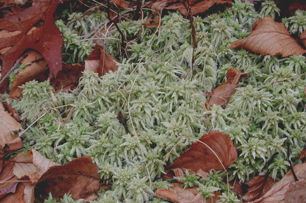 SphagnumMoss122604