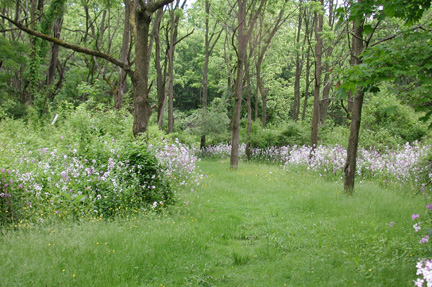 WNPMRRComposite26104