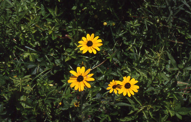 WSBlk-EyedSusan27190