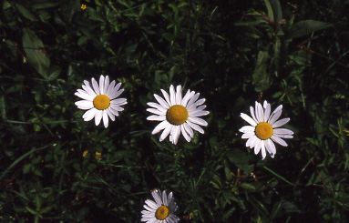 WSDaisies7190