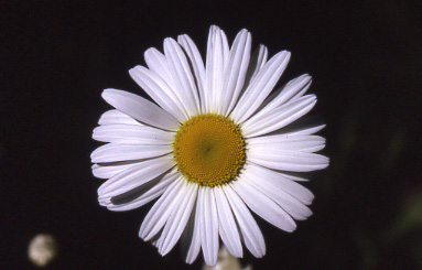 WSDaisy51291