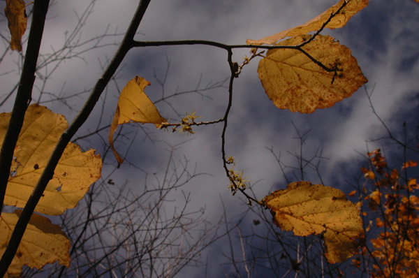 WitchHazelFlowers103104