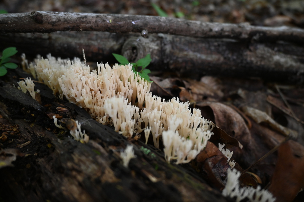 Coral Fungus